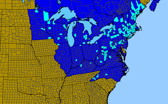 The range of Picea abies